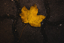 Single Yellow Leaf On A Dark Background.
