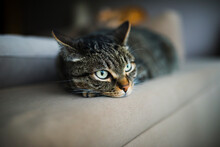 Tabby Cat Resting On Sofa At Home