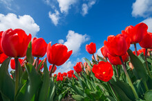 Surface View Of Bed Of Red Blooming Tulips