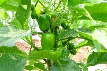 Green bell pepper hanging on the tree in the organic garden, green peppers growing in the garden in India. green green capsicum.