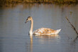 Young swan swimming on lake with reflections closeup view