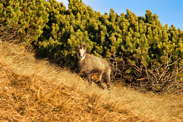 Poster - Scenic shot of a chamois goat-antelope grazing at the mountains