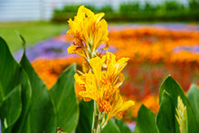 Closeup Shot Of Blooming Yellow Canna Flowers