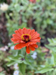 Wall Mural - Vertical shot of a beautiful fragrant red Zinnia flower in the garden during the daytime