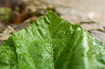 Sticker - Closeup shot of fall leaves wet after the rain