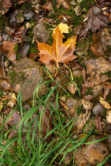 Sticker - Closeup shot of fall leaves wet after the rain