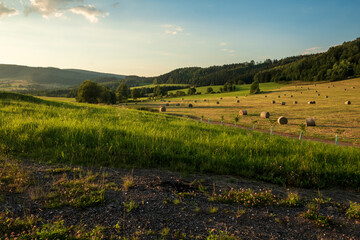 Canvas Print - Agricultural field with round haystack bales in the morning