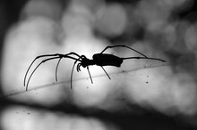 Silhouette Of Nephila Pilipes, The Northern Golden Orb Weaver Or Giant Golden Orb Weave Spider
