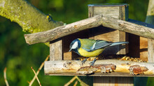Selective Focus Shot Of A Great Tit Bird Perched On A Birdhouse During Daylight