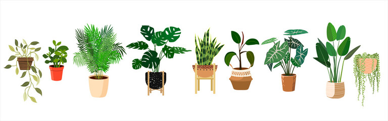 Wall Mural - House plants in floral pots in flat style. Collection of isolated domestic plants. For printing, poster, banner, logo, label or room decor.