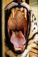 Vertical Closeup Shot Of A Growling Tiger Mouth