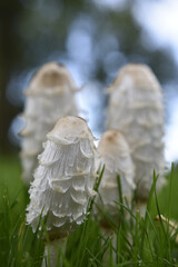 Poster - Closeup shot of wild mushrooms growing in the grass