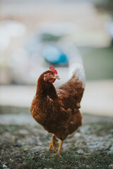 Canvas Print - Vertical shot of a cute chicken walking on the grass