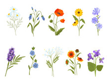 Blooming Wild Flowers, Chamomile, Poppy, Violet, Lavender And Bluebell. Botanical Medical Plants, Meadow Herbs And Field Shrubs Vector Set