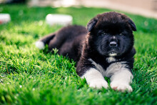 Small Cute Black Dog Lying On The Green And Yellow Grass In The Park