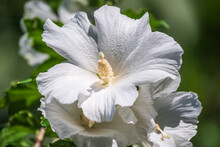 White Flowers Of Hibiscus Grandiflorus, The Swamp Rosemallow.