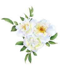 The Floral Composition Of The White Wild Roses, Buds And Leaves  Hand Drawn In Watercolor Isolated On A White Background. Botanical Illustration.