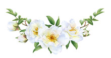 Floral Garland Of The White Wild Roses, Buds And Leaves Hand Drawn In Watercolor Isolated On A White Background. Botanical Illustration.