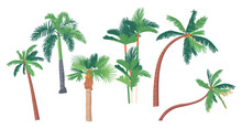 Set Of Different Palm Trees, Banana, Coconut Tropical Plants With Straight And Bent Trunks. Graphic Design Elements
