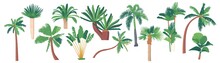 Palm Trees, Banana, Coconut Tropical Plants Graphic Design Elements On White Background. Jungle And Rainforest Flora