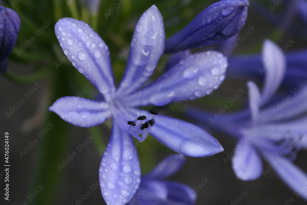 Flor de Agapanthus o Agapanto, origen Africa, tropical, color azul, con ...