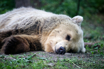 Poster - Closeup of the Eurasian brown bear resting in the forest.