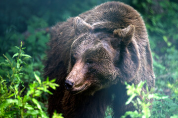 Poster - Closeup of the Eurasian brown bear in the forest. Ursus arctos arctos.