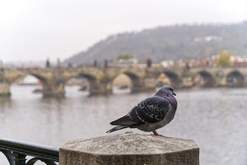 Poster - Closeup shot of a pigeon on a bridge during the day