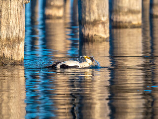 Wall Mural - A male eider duck on the shores of the upper Zurich Lake (Obersee) along the iconic Holzsteg (Holzbrücke) between Hurden (Schwyz) and Rapperswil (St. Gallen), Switzerland