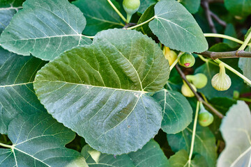 Canvas Print - Ripe green figs hanging from a branch