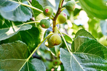 Sticker - Ripe green figs hanging from a branch