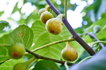 Canvas Print - Ripe green figs hanging from a branch