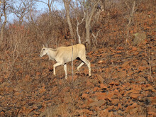 View Of An Eland Antelope Walking In The Kruger National Park In South Africa
