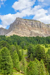 Canvas Print - Pine woodland with a rock face in the mountains