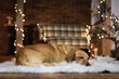 Small cute tired dog resting on a carpet in front of Christmas lights and decorations.
