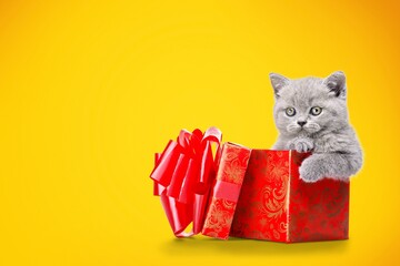 Poster - Cute playful cat sitting with Christmas decor.