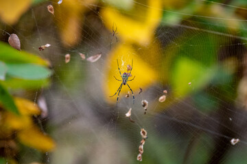 Poster - Closeup shot of spiders and trapped leaves on a web