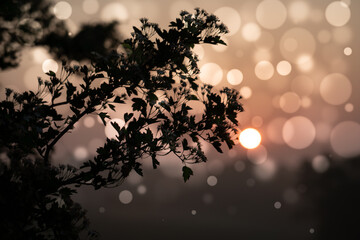 Wall Mural - abstract floral blurred background. plants at sunset on bokeh background