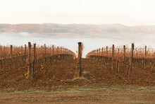 Photo Of The Cultivation Lines Of A Vineyard During Autumn, Without Green Leaves, With Dawn Light. In The Background The Fog And The Green And Brown Hills.