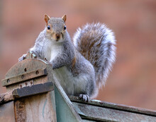 The Eastern Gray Squirrel, Also Known As Simply The Grey Squirrel, Is A Tree Squirrel In The Genus Sciurus. It Is Native To Eastern North America.