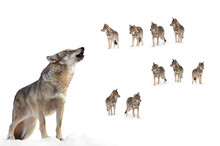 Howling Gray Wolf On The Background Of A Wolf Pack