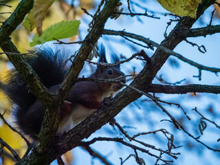 Poster - Close-up shot of a funny cute lovely beautiful squirrel on a tree branch against  blue sky