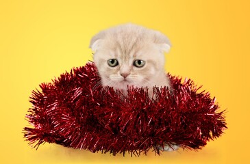 Poster - Cute playful cat sitting with Christmas decor.