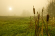 Jesienny mglisty poranek na Podlasiu 