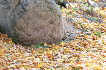 Wall Mural - A large stone covered with moss by a path near a forest covered with yellow and brown autumn leaves