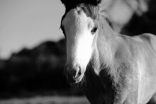 Cute Bald Face Foal Looking At Camera Closeup With Farm Field Blurred Background.