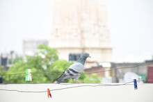 Pigeon On Wire On The Terrace 