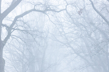 Sticker - Mist-clad bare trees in an empty public park