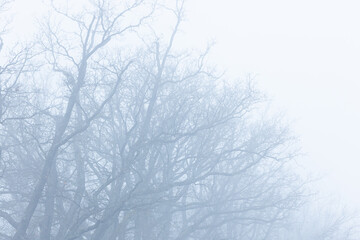 Sticker - Mist-clad bare trees in an empty public park