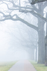 Sticker - Mist-clad bare trees in an empty public park